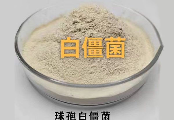 球孢白僵菌