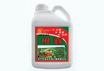 根霸